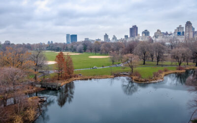 The Best Weed for Day Activities in Central Park