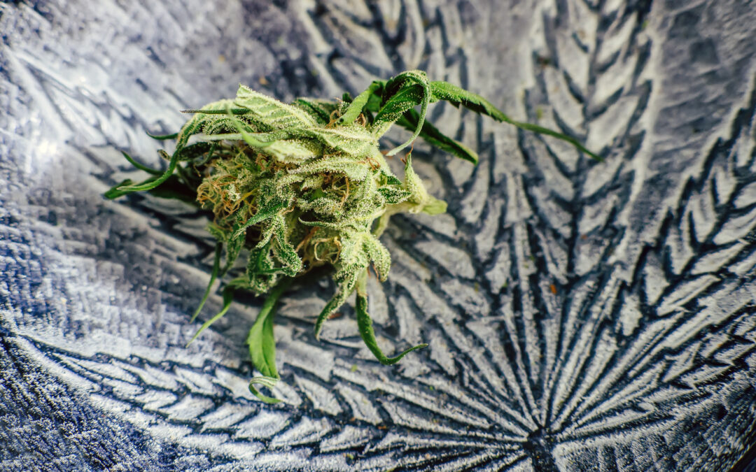 What Happens to Expired Weed?